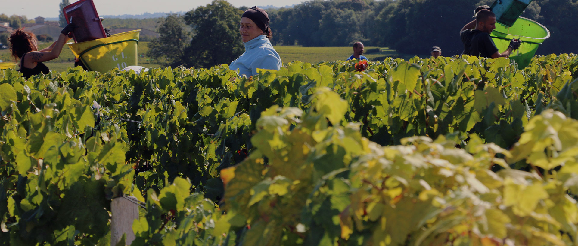 上海助騰網站設計制作開發公司推薦案例-卡貝丹紅酒-1